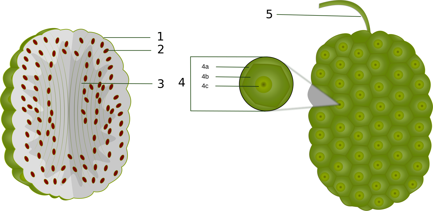 Fruit parts. Анатомия фруктов. Строение сырой фрукты. Кожица фруктов для экологической схемы. Яйца фрукты анатомия.