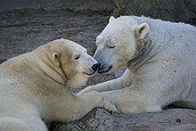 Polar bears at the zoo. North Carolina Zoo Polar Bears.jpg