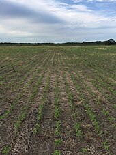 Northern Missouri "no-till" soybean crop in gumbo soil Northern Missouri No-Till Soybeans in Gumbo Soil.jpg