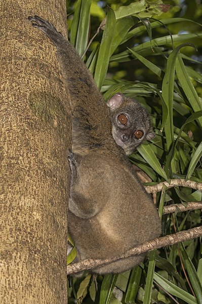 File:Nosy Be sportive lemur (Lepilemur tymerlachsoni).jpg