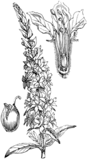 Navadno čibrije Lythrum salicaria. Illustration #373 in: Martin Cilenšek: Naše škodljive rastline, Celovec (1892)