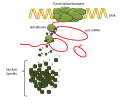 Nuclear Speckles - Splicing