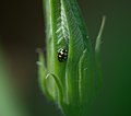 Miniatyrbild för versionen från den 4 juli 2021 kl. 09.38