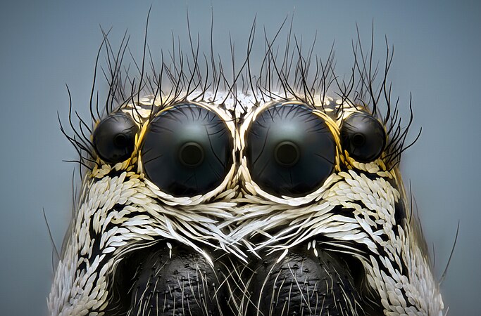 Eyes of Jumping spider (Salticus scenicus). Photo by Mikron86