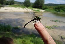 Odonate présent sur le bassin versant de la Meuse