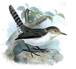 Descrizione dell'immagine Odontorchilus branickii.jpg.