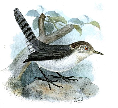 Grey-mantled wren (Odontorchilus branickii)