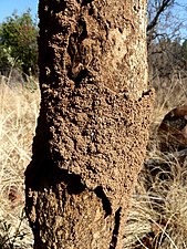 Cement plastered over tree bark