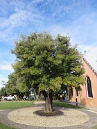 Olive Trees (Olea europaea), Barrett Street, June 2023 01.jpg