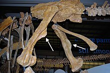 Fémurs d'Olorotitan (Hadrosauridae) illustrant la position du quatrième trochanter, fortement développé et asymétrique chez les dinosaures.