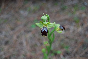 Ophrys iricolor