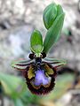 Ophrys speculum Spain - Mallorca
