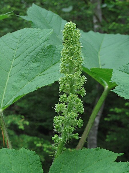 Oplopanax horridus