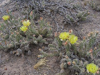 <i>Opuntia arenaria</i> Species of cactus