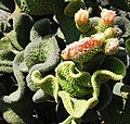 crested plant