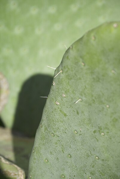 File:Opuntia sp.-3098.jpg