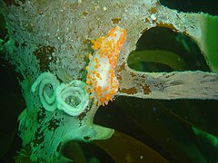 Orange clubbed nudibranch