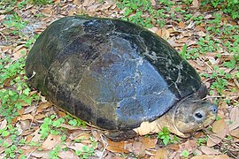 Борнеоська річкова черепаха