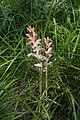 Orobanche du gaillet