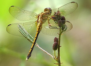 Tri-coloured Marsh Hawk Orthetrum luzonicum Female