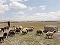 Oshtorinan, Lorestan Province, Iran - panoramio (6).jpg