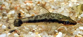 <i>Otocinclus macrospilus</i> Species of catfish