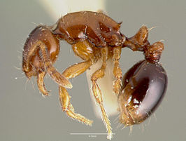 Oxyepoecus inquilinus