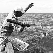 Pesca Murèe, Pesca Tradicional em Palmeira, Ilha do Sal, Cabo Verde.jpg