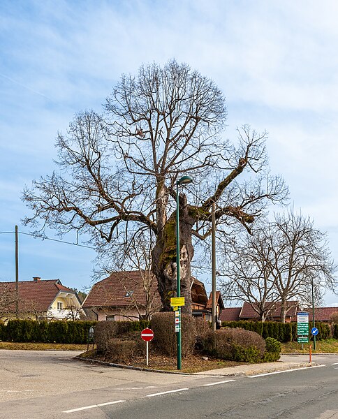 File:Pörtschach Pritschitz Klagenfurter Straße Pritschitzer Weg Napoleonlinde 28022023 0832.jpg