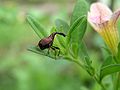 Miniatura para Paratrachelophorus longicornis