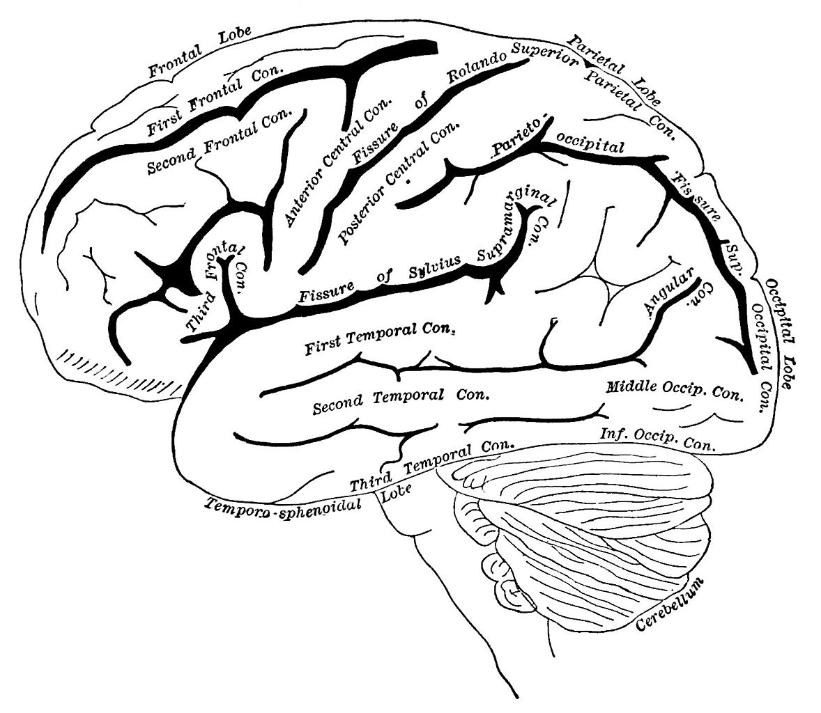 blank left brain diagram