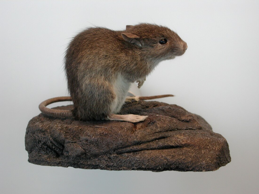 Rattus exulans