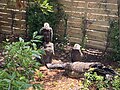 Two bald eagles (Haliaeetus leucocephalus)