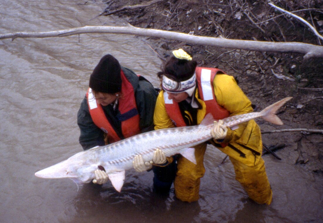 Scaphirhynchus albus