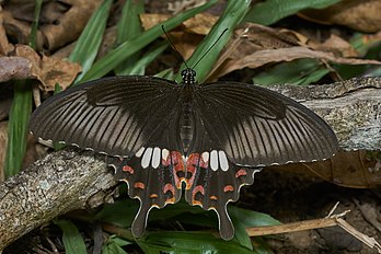 Mórmon-comum (Papilio polytes), uma espécie de borboleta com uma ampla distribuição na Ásia. Este exemplar é uma fêmea na forma stichius, imitando a espécie tóxica Pachliopta aristolochiae para evitar os predadores. (definição 4 932 × 3 288)