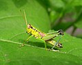 2006年10月11日 (水) 19:13時点における版のサムネイル