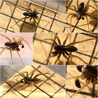 <i>Pardosa nigriceps</i> Species of spider