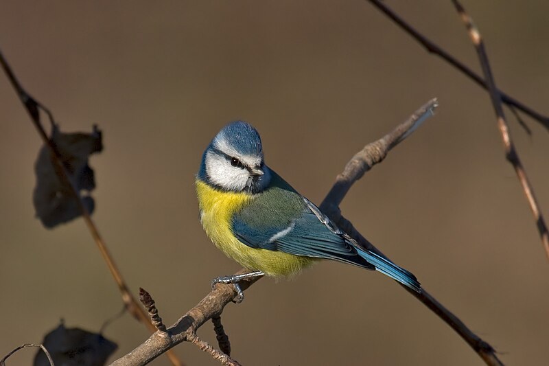 File:Parus-caeruleus.jpg