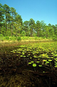 Patsy pond croatan nf.jpg