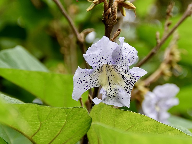 File:Paulowniaceae Paulownia kawakamii 1.jpg