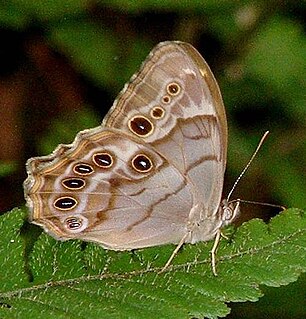 <i>Enodia portlandia</i> Species of butterfly