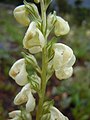 Pedicularis racemosa (5372677475).jpg