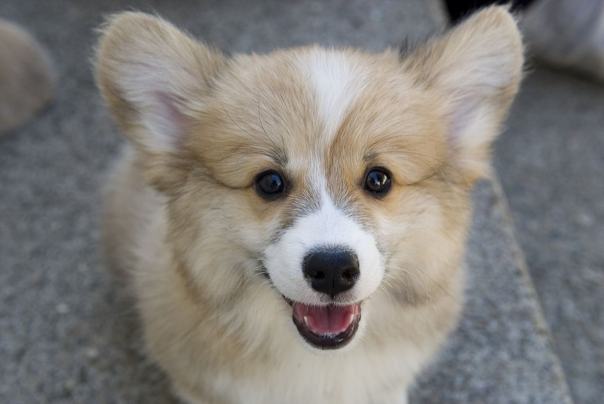 are corgis related to spitz dog breeds