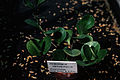 Peperomia obtusifolia