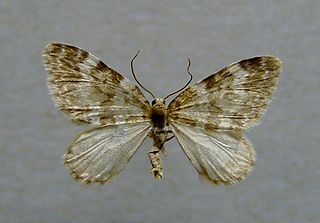 <i>Perizoma incultaria</i> Species of moth