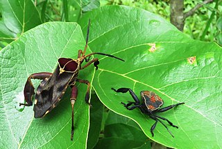 Petascelini Tribe of true bugs
