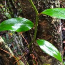 Petermannia cirrosa Rebe, wächst in Australien