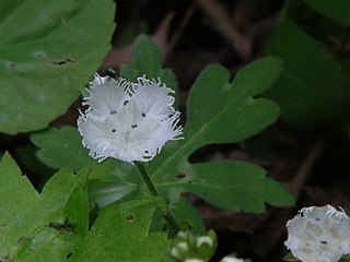 <i>Phacelia fimbriata</i> Species of flowering plant