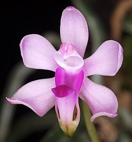 Phalaenopsis taenialis