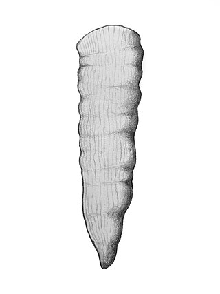 <span class="mw-page-title-main">Phaulactis</span> Extinct genus of corals